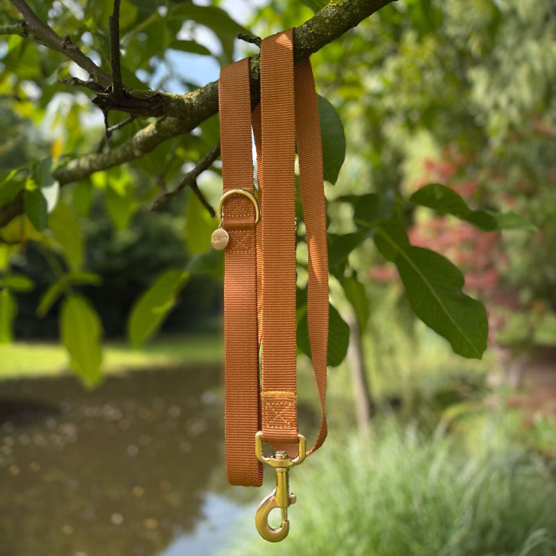 Laisse Chien Classique Honey Drift Cognac