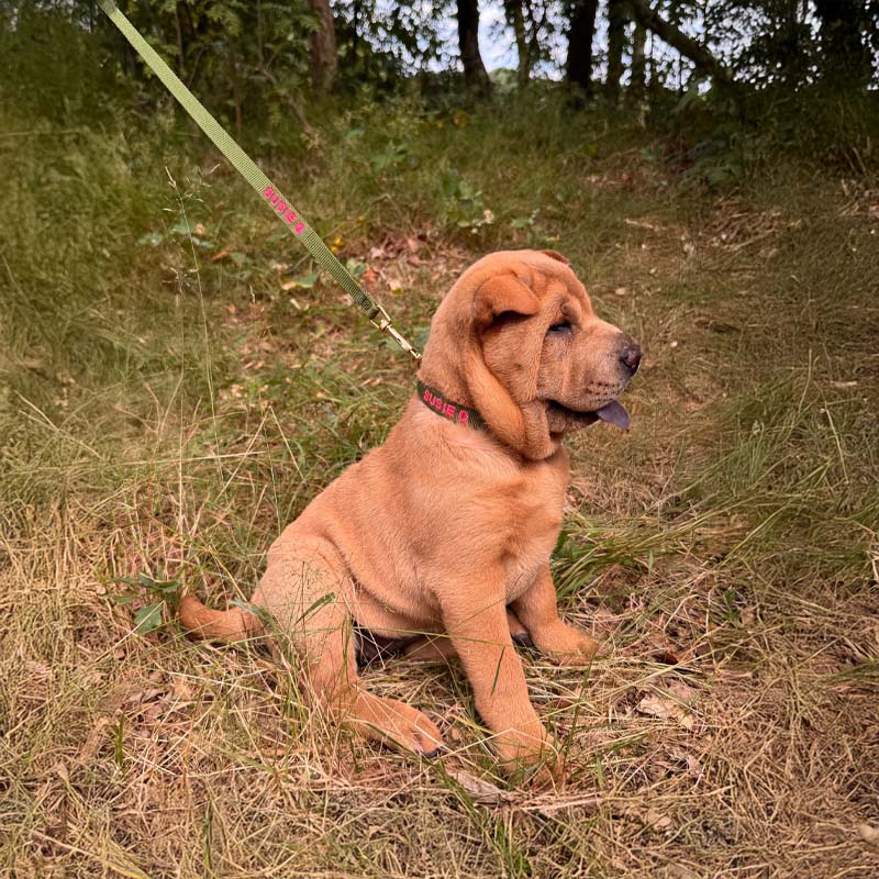 Collier Chiot Moss Breeze Vert Olive