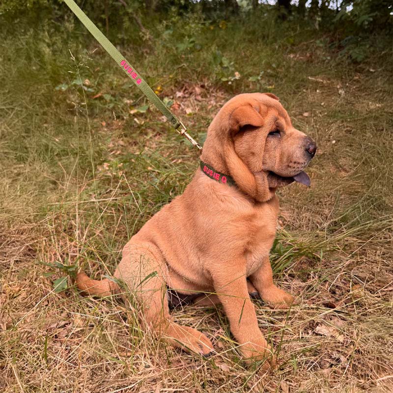 Laisse Chiot Moss Breeze Vert Olive