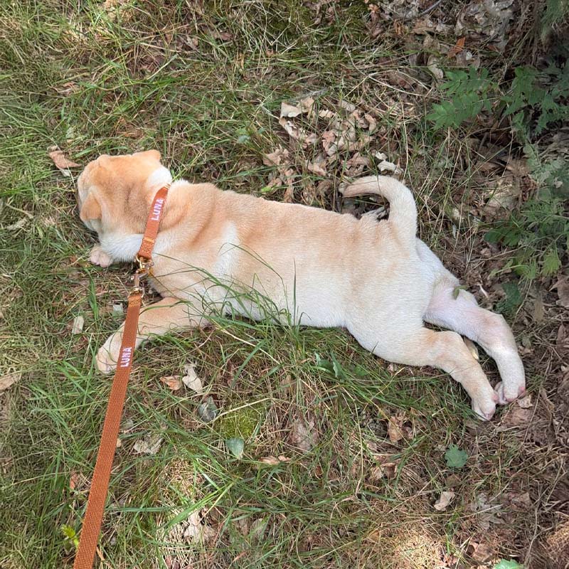 La Laisse Chiot Honey Drift Cognac