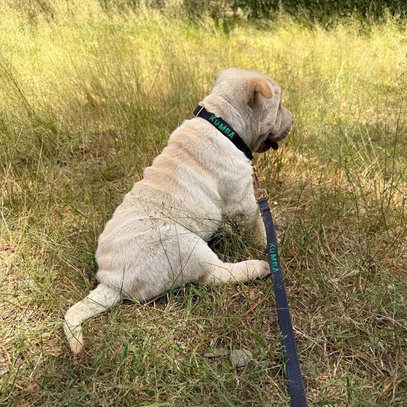 Collier Chiot Raven Illume Noir