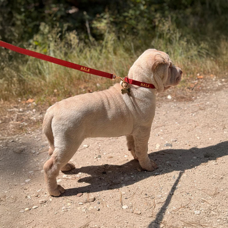 Laisse Chiot Ruby Gale Rouge Rubis