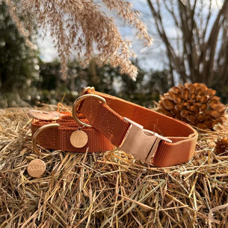 Collier Chien Classique Honey Drift Cognac