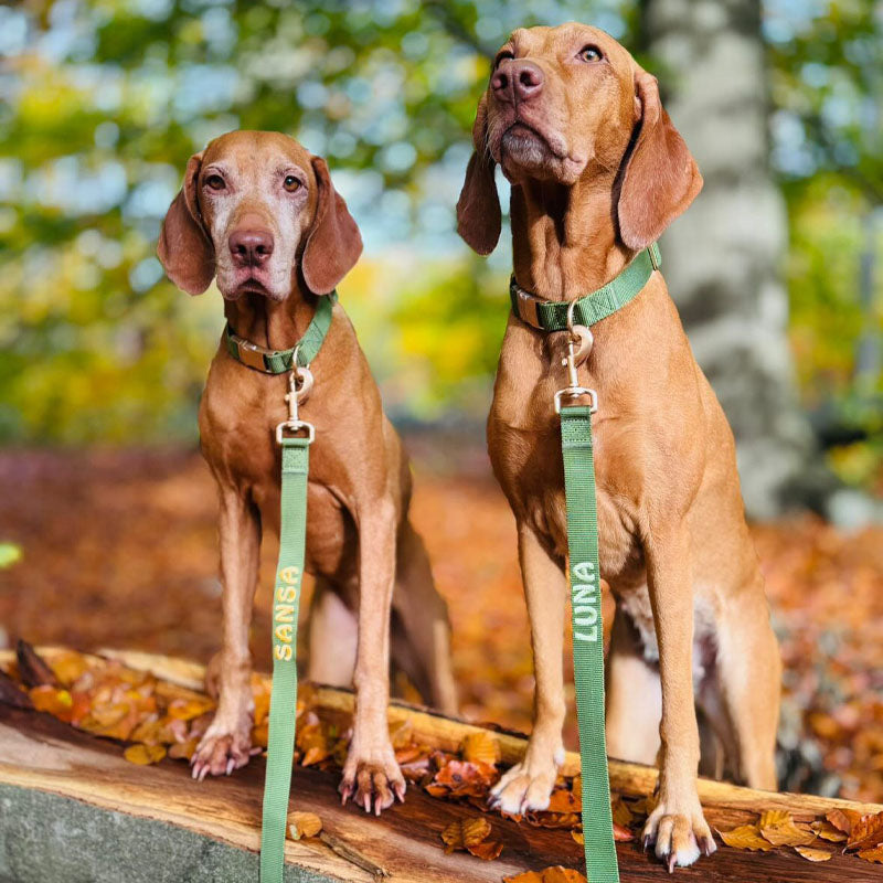 Laisse Classique Chien Moss Breeze Vert Olive