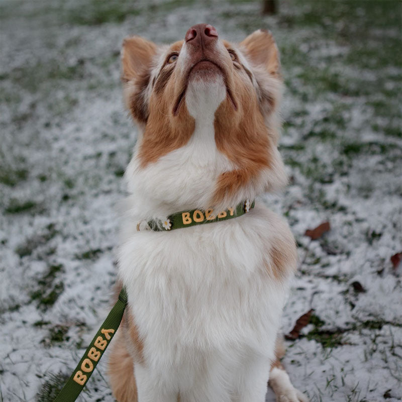 Laisse Classique Chien Moss Breeze Vert Olive