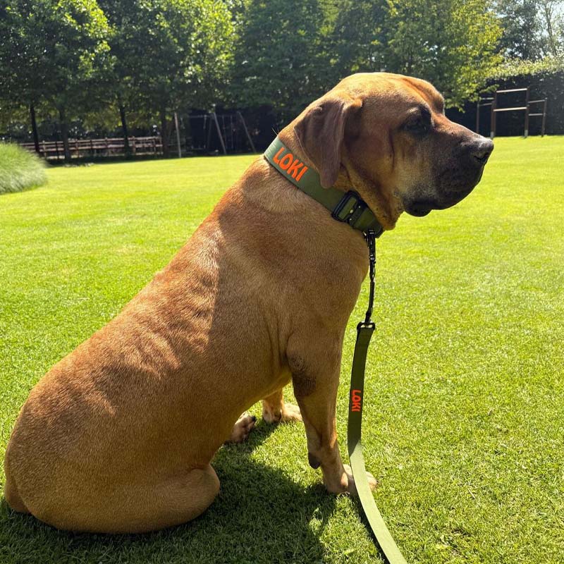 Laisse Tactique Chien Moss Forge Vert Olive