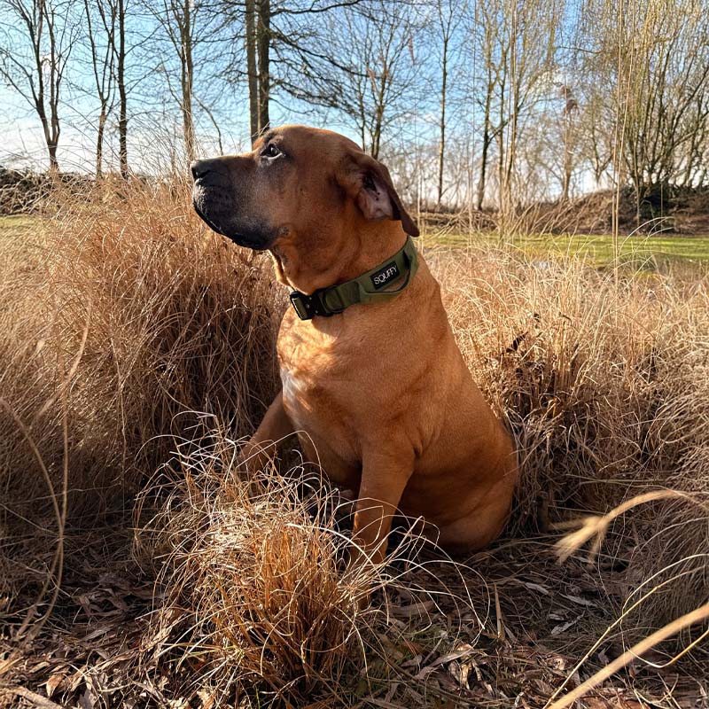 Collier Chien Tactique Moss Forge Vert Olive