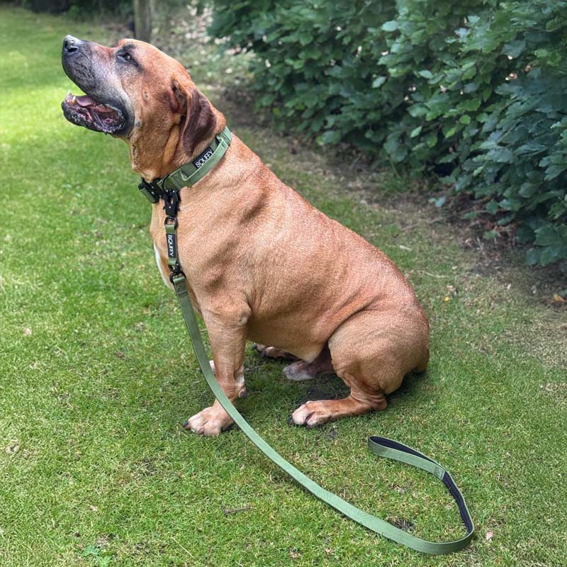 Laisse Tactique Chien Moss Forge Vert Olive