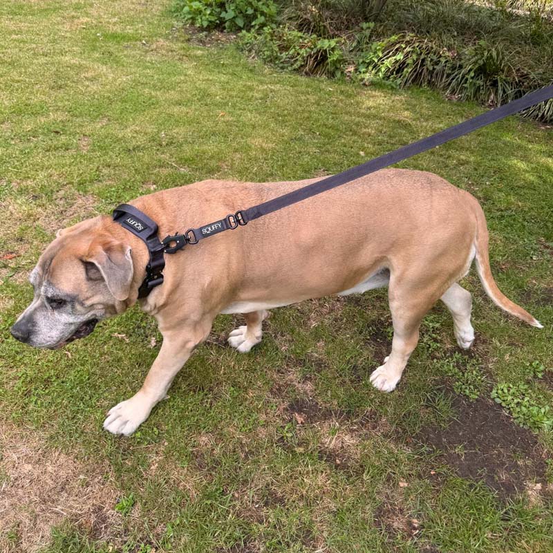 Laisse Tactique Chien Raven Vex Noir