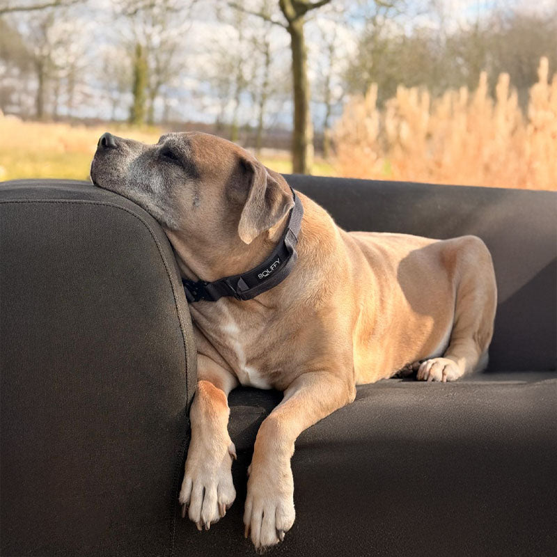 Collier Tactique Chien Raven Vex Noir