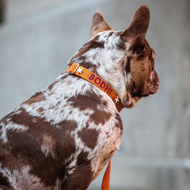 Collier Chien Classique Honey Drift Cognac