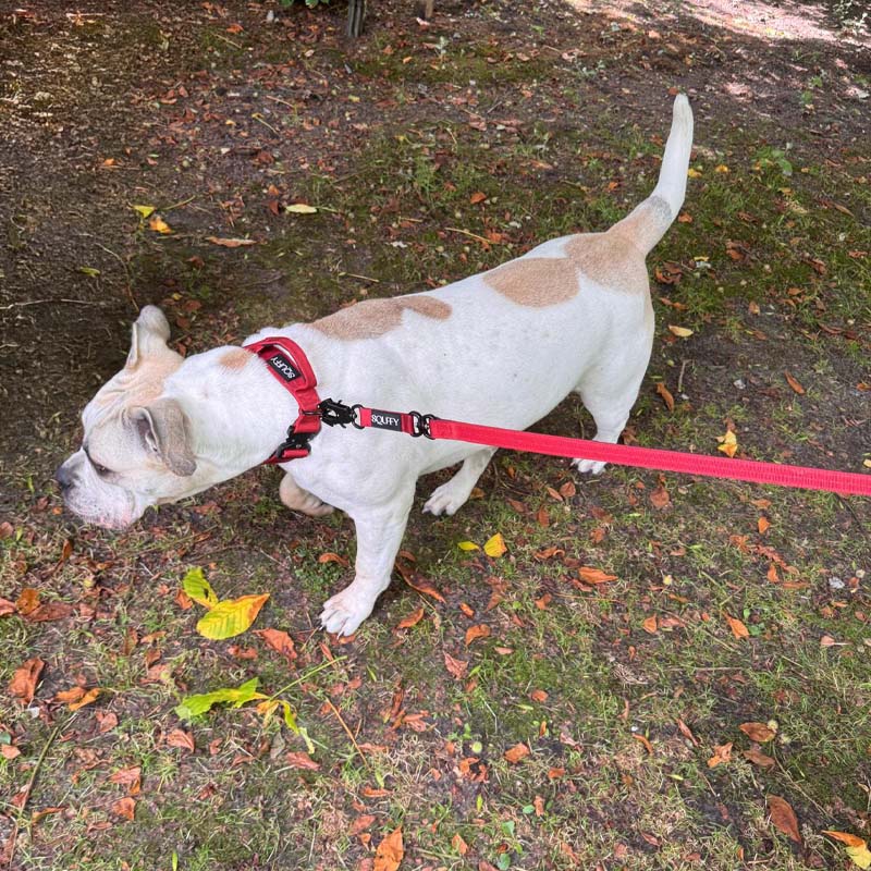 Laisse Tactique Ruby Vandal Rouge Rubis