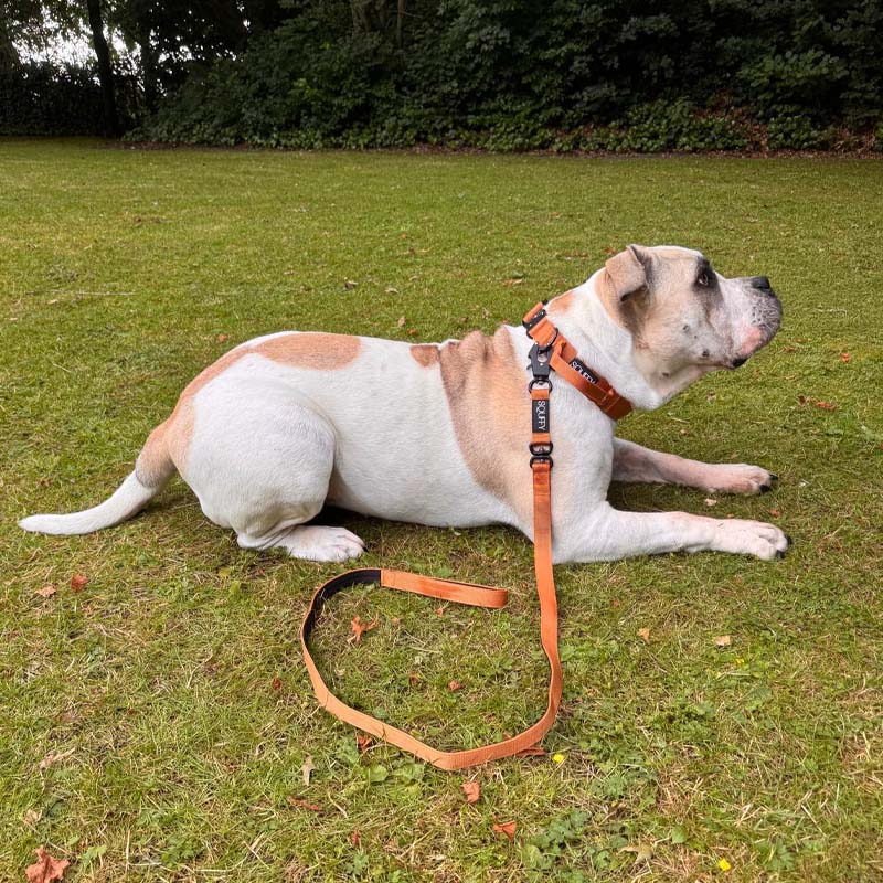 Laisse Tactique Honey Maze Cognac