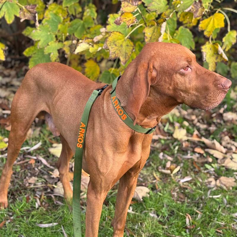 Laisse Tactique Chien Moss Forge Vert Olive