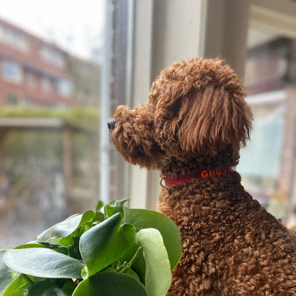 Collier Chiot Ruby Gale Rouge Rubis