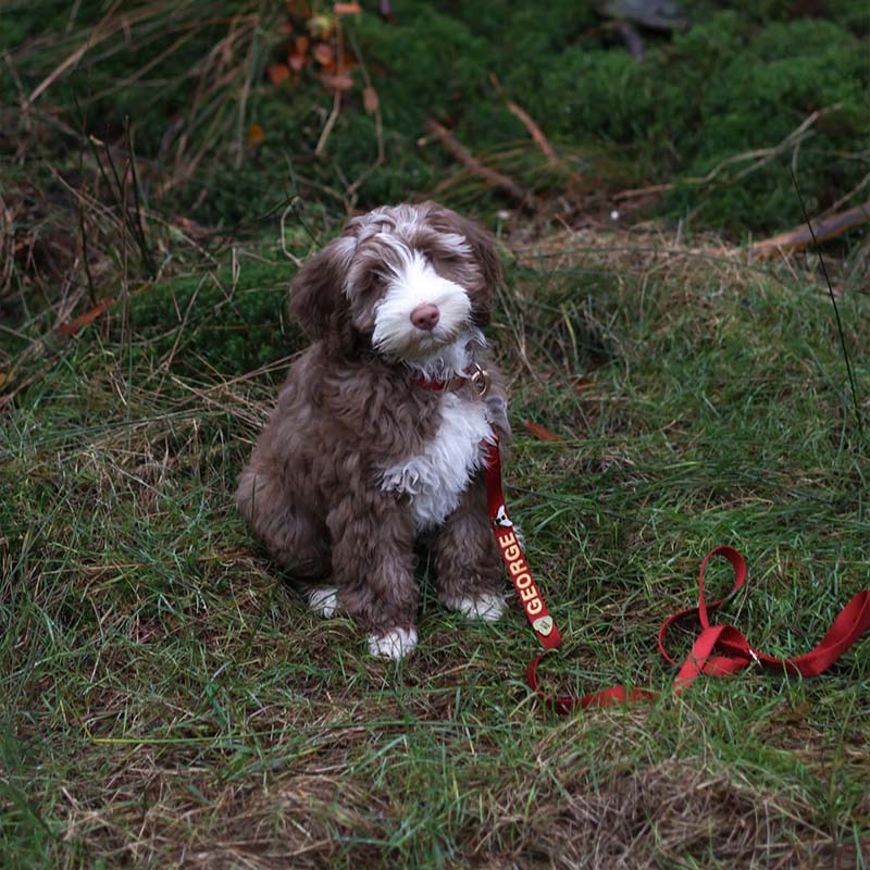 <p>Customer reviews</p>