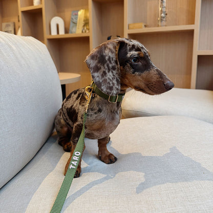 Laisse Classique Chien Moss Breeze Vert Olive