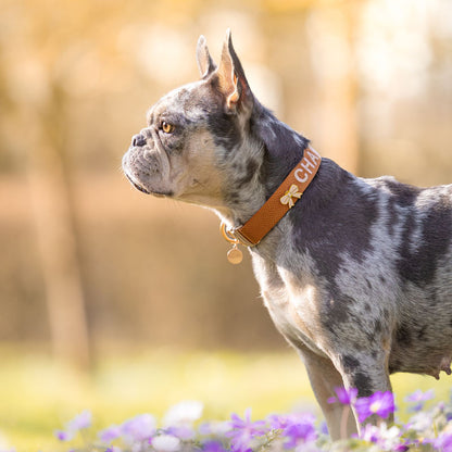 Collier Chien Classique Honey Drift Cognac
