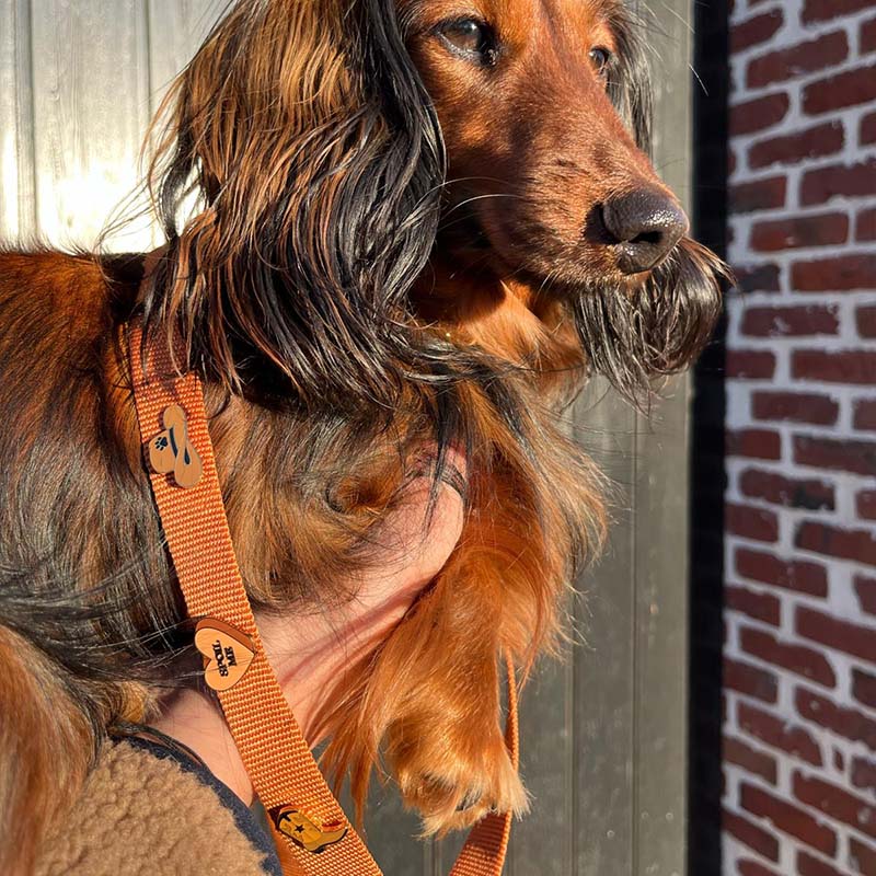 Laisse Chien Classique Honey Drift Cognac