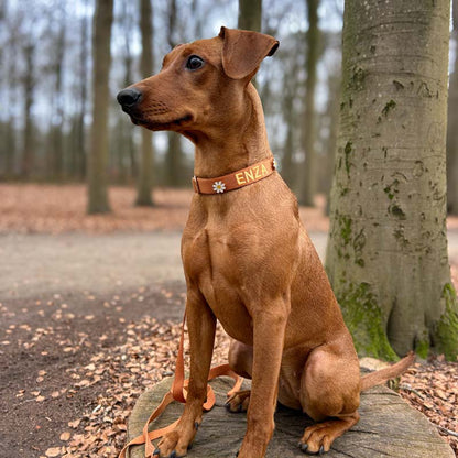 Collier Chien Classique Honey Drift Cognac
