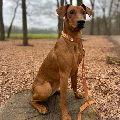 Laisse Chien Classique Honey Drift Cognac