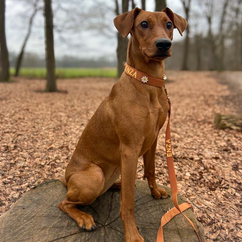 Laisse Chien Classique Honey Drift Cognac