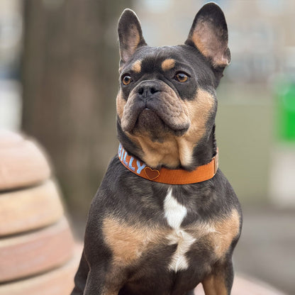 Collier Chien Classique Honey Drift Cognac