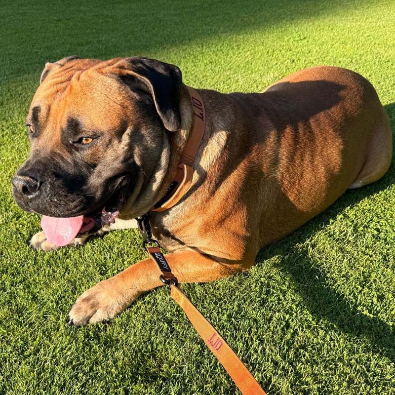 Collier Chien Tactique Honey Maze Cognac