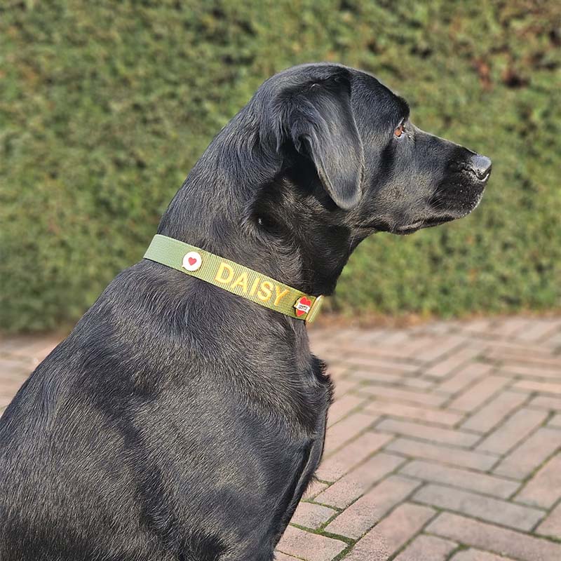 Collier Classique Chien Moss Breeze Vert Olive