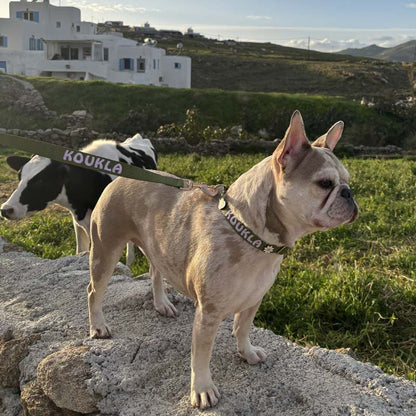 Collier Classique Chien Moss Breeze Vert Olive