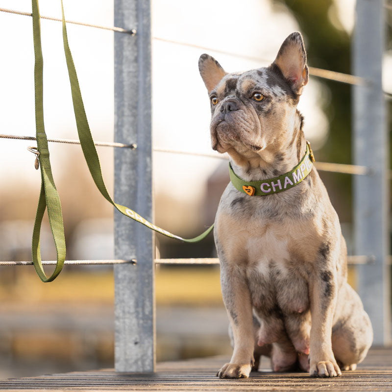 Laisse Classique Chien Moss Breeze Vert Olive