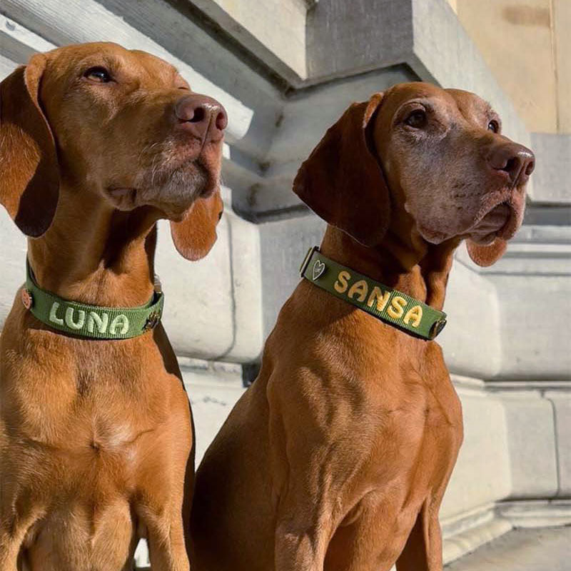 Collier Classique Chien Moss Breeze Vert Olive
