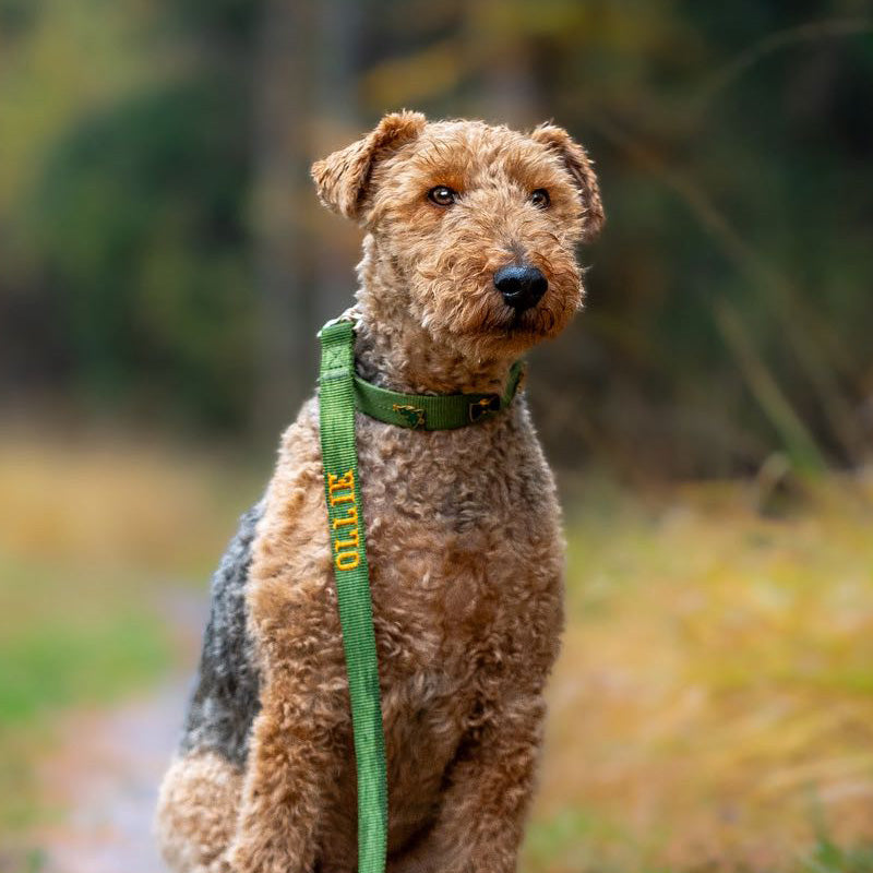 Collier Classique Chien Moss Breeze Vert Olive