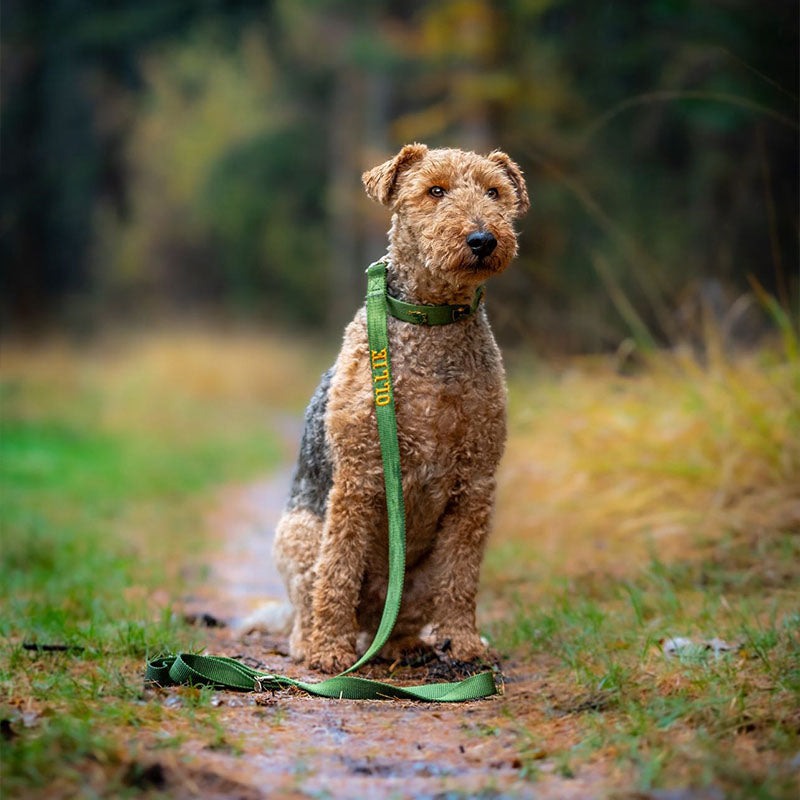 Laisse Classique Chien Moss Breeze Vert Olive