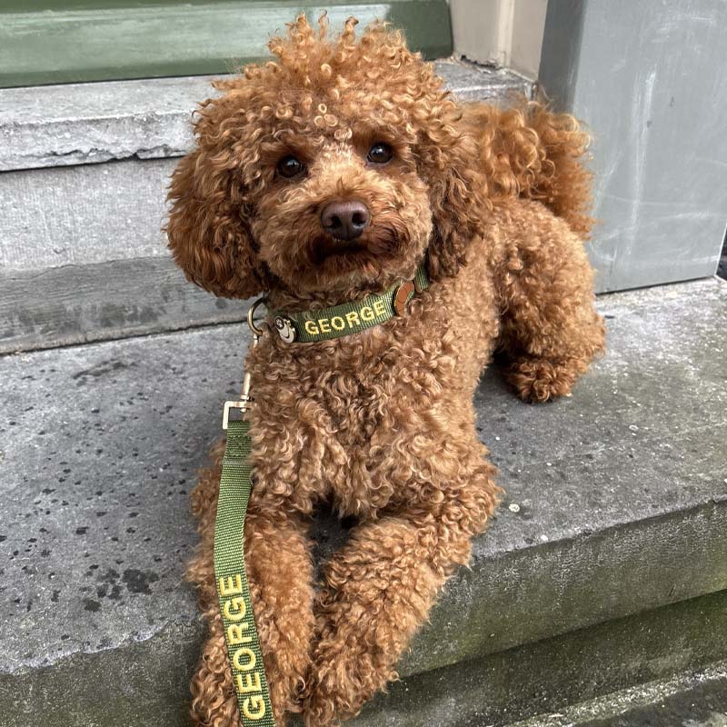 Collier Classique Chien Moss Breeze Vert Olive