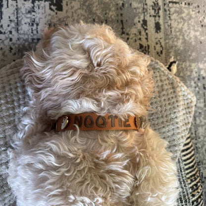 Collier Chien Classique Honey Drift Cognac