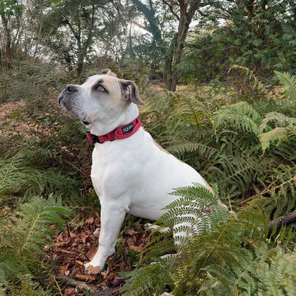 Collier Tactique Chien Ruby Vandal Rouge Rubis