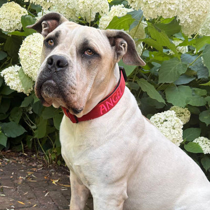 Collier Tactique Chien Ruby Vandal Rouge Rubis