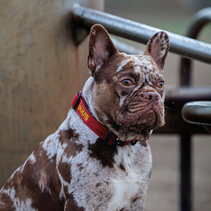 Collier Tactique Chien Ruby Vandal Rouge Rubis