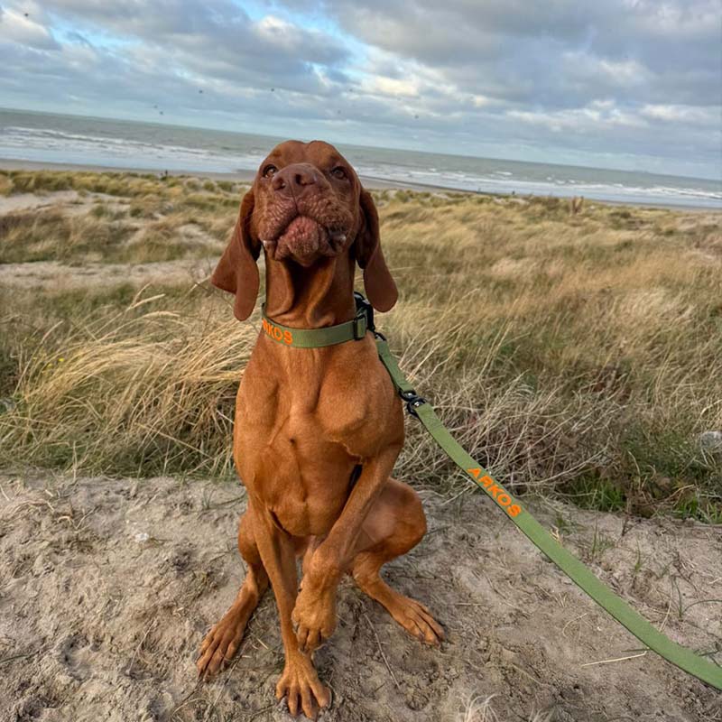 Laisse Tactique Chien Moss Forge Vert Olive