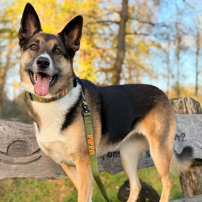 Collier Chien Tactique Moss Forge Vert Olive
