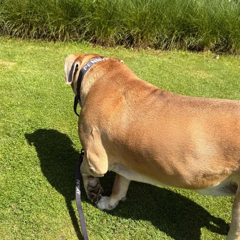 Collier Tactique Chien Raven Vex Noir