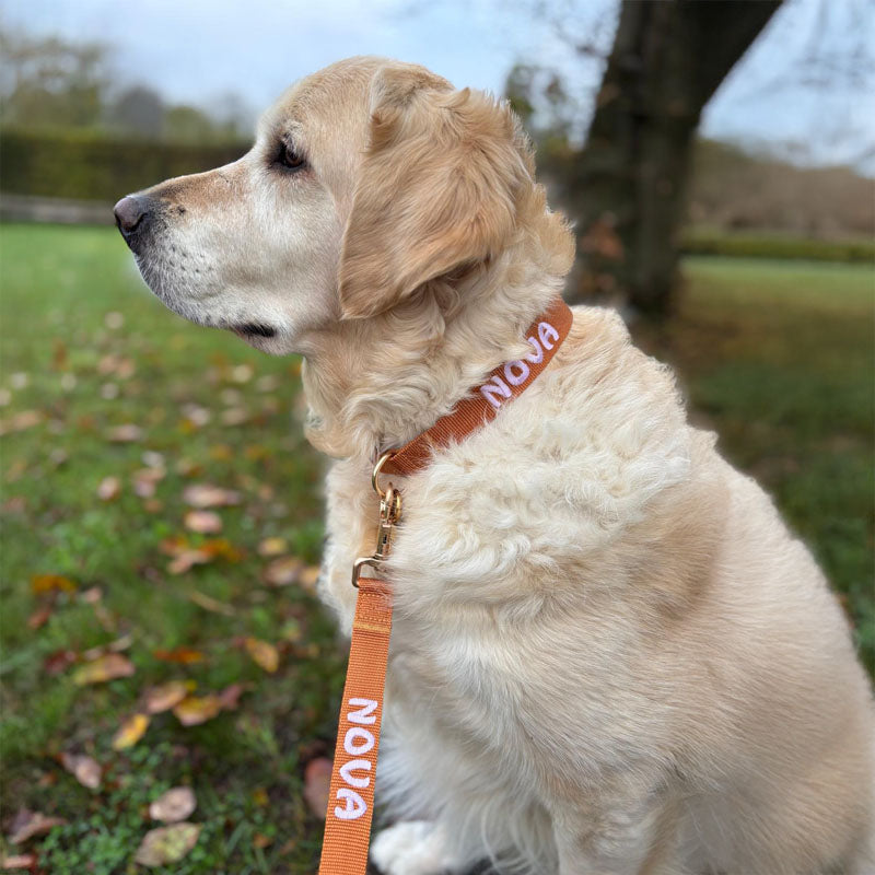 Collier Chien Classique Honey Drift Cognac