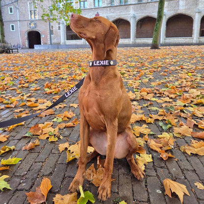 Laisse Chien Classique Raven Illume Noir